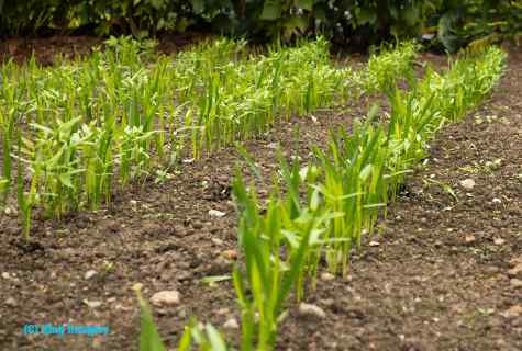How to sow rye on siderata