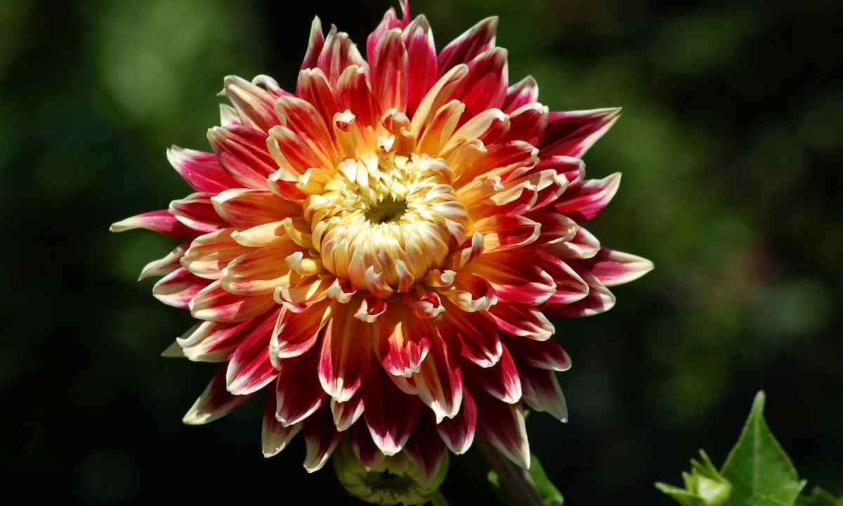 How to store dahlias in the winter