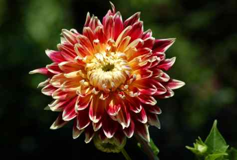 How to store dahlias in the winter