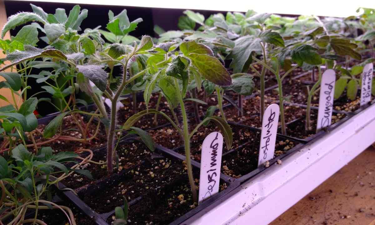 On what depth to plant seeds of tomatoes for seedling