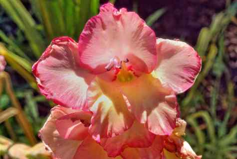 How to store gladioluses