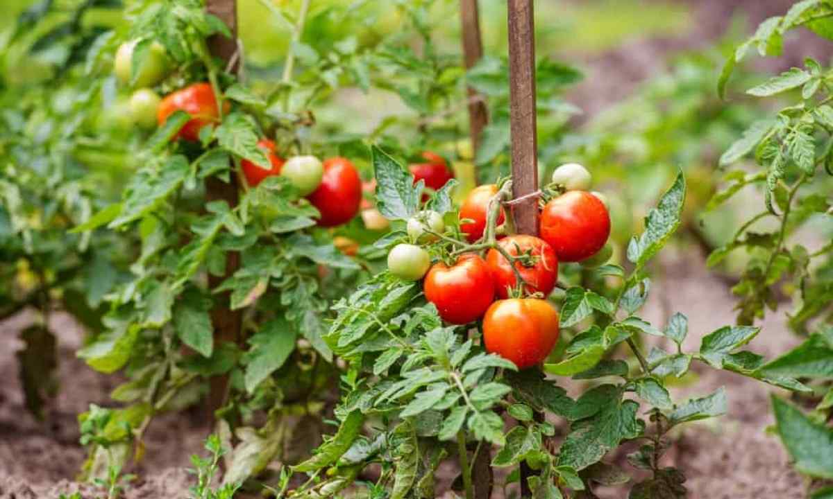 How to grow up tomatoes