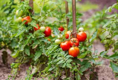 How to grow up tomatoes
