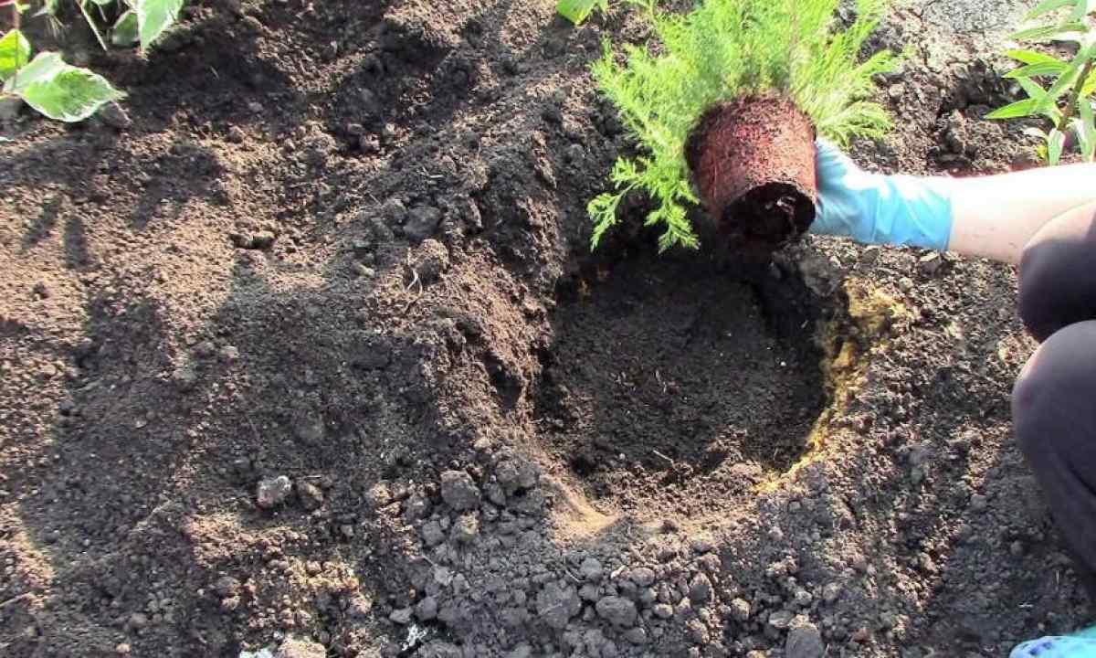 How to plant juniper