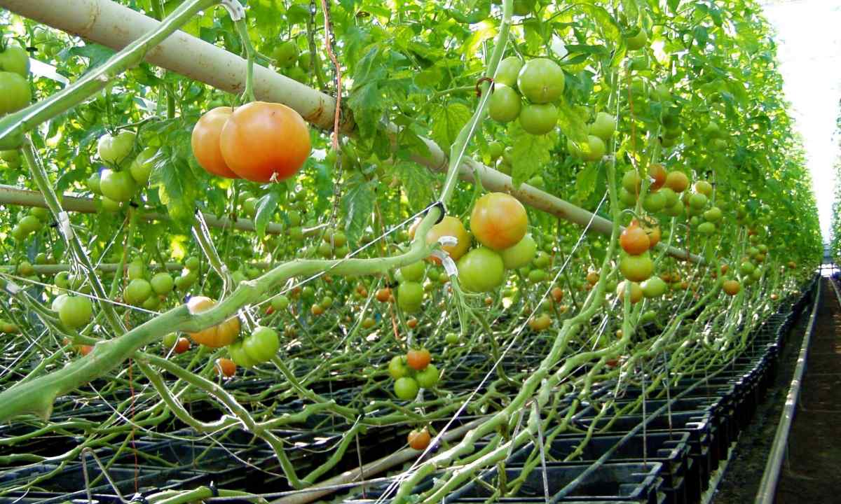 What to plant tomatoes in midland