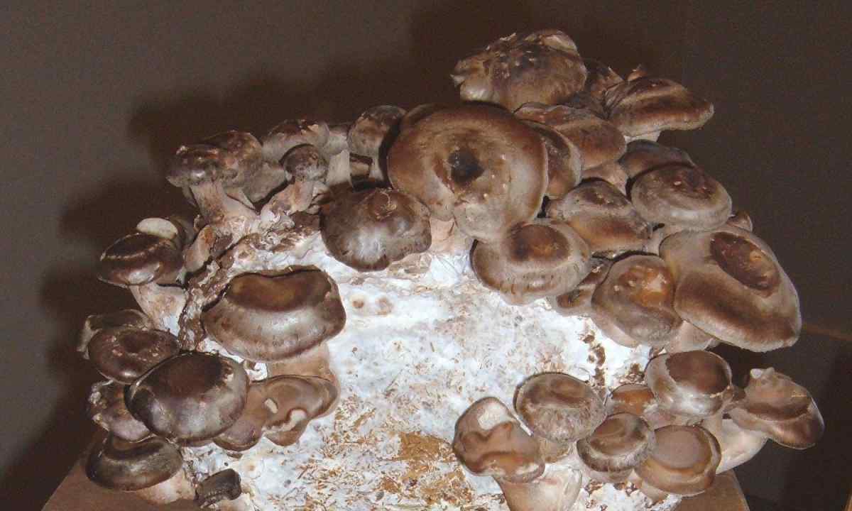 How to grow up mushrooms to shiitaka