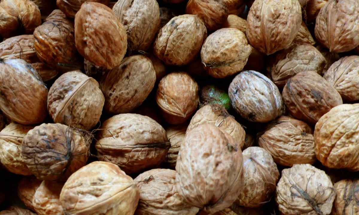 How to create nut garden