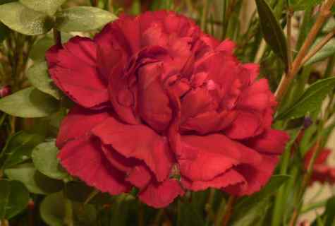 How to look after the Turkish carnation