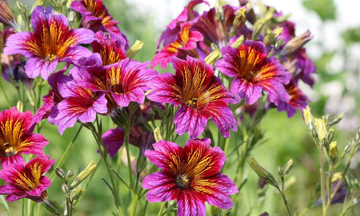 How to grow up from seeds salpiglossis