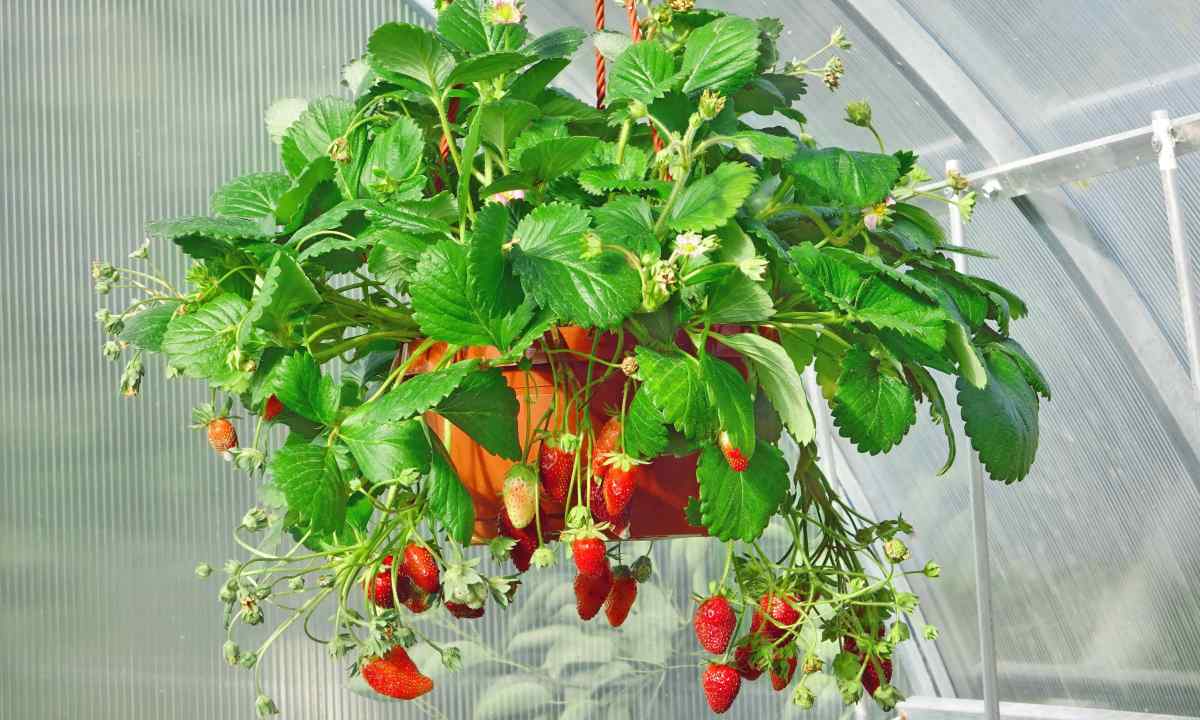 How to grow up strawberry on the balcony