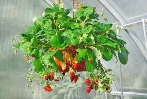 How to grow up strawberry on the balcony
