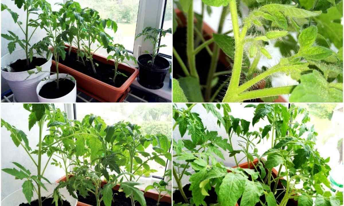 How to grow up tomatoes and to look after them