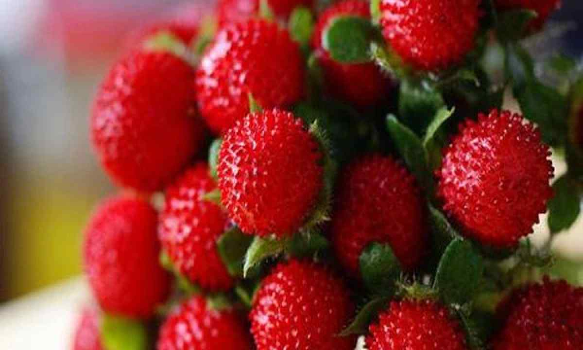 How to grow wild strawberry from seeds