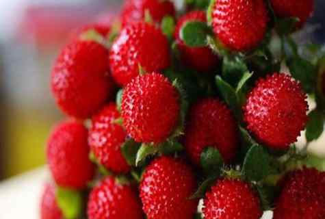 How to grow wild strawberry from seeds