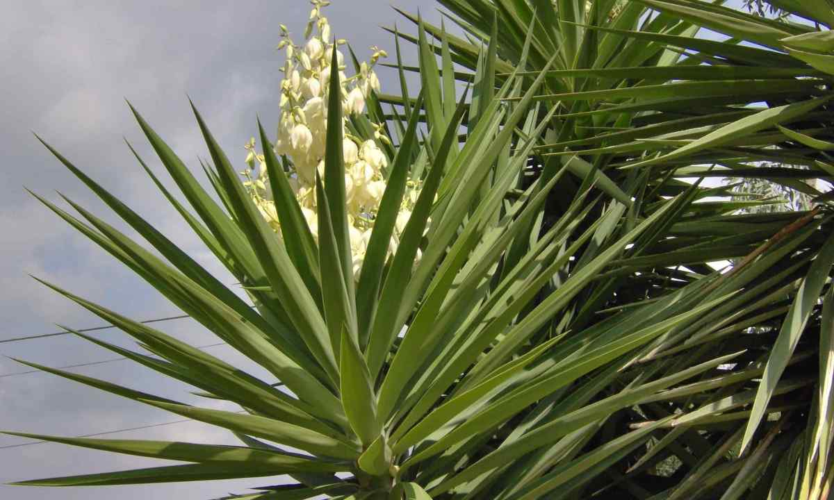 Yucca - care in house conditions