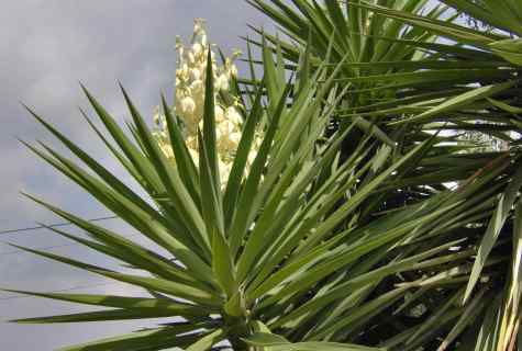 Yucca - care in house conditions