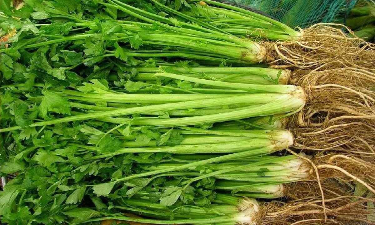 When to harvest root celery