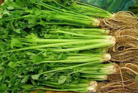 When to harvest root celery