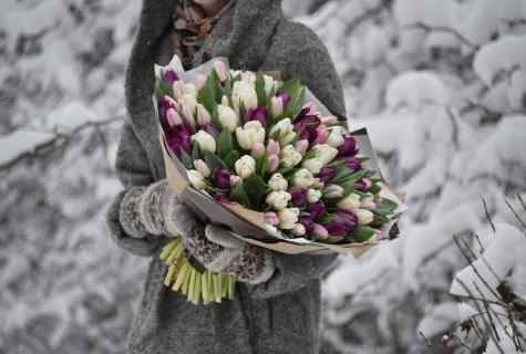 How to store tulips in the winter