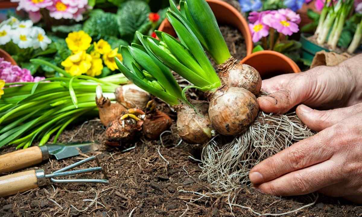 How to keep bulbs and rhizomes of flowers before disembarkation in soil
