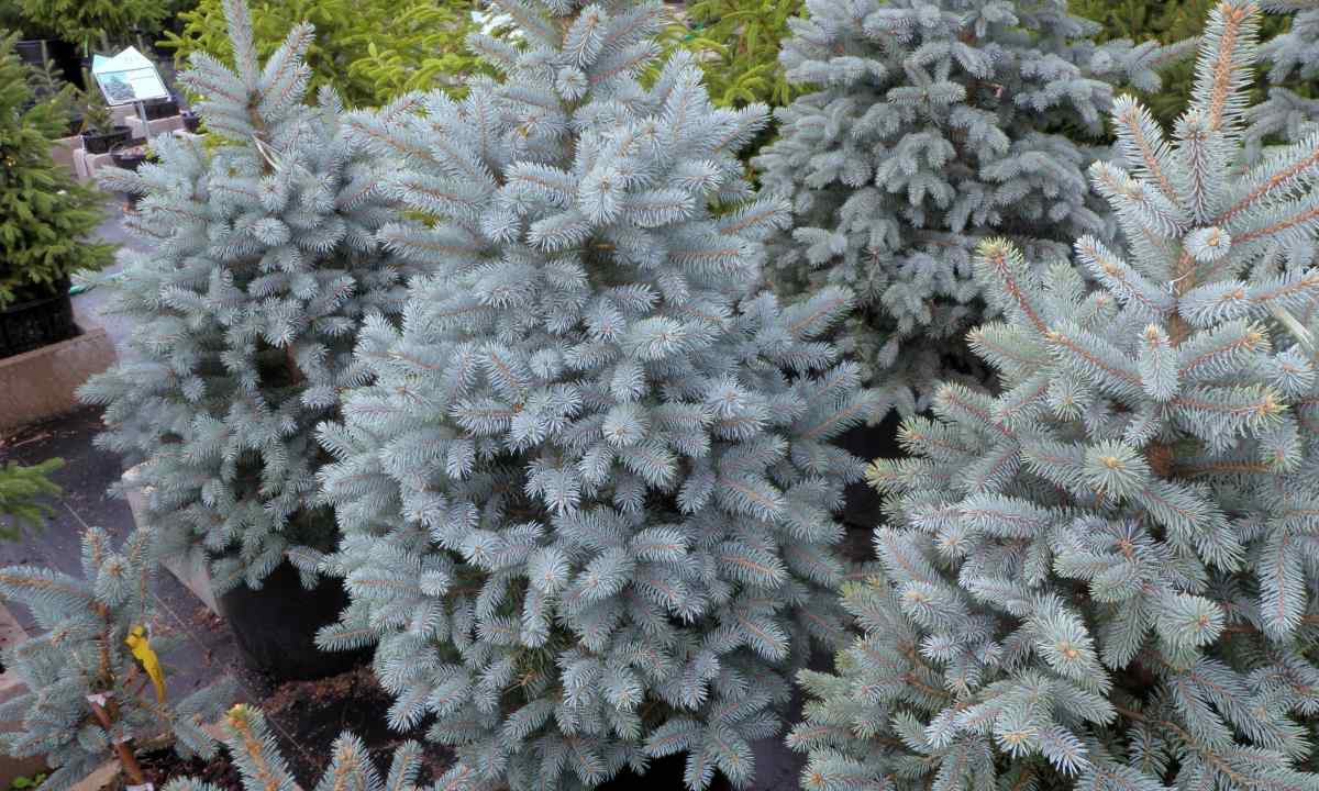 How to plant blue spruce