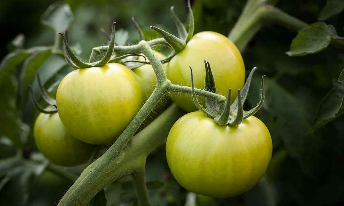 What features of agrotechnology at grade of tomatoes ""Idler"
