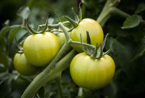 What features of agrotechnology at grade of tomatoes 