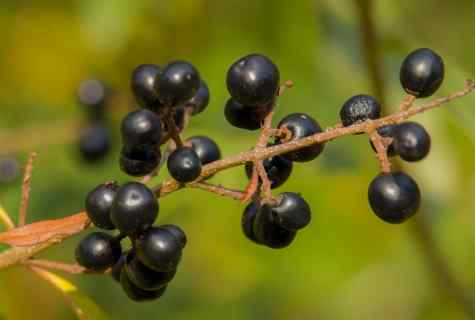 How and when plant blackcurrant on personal plot