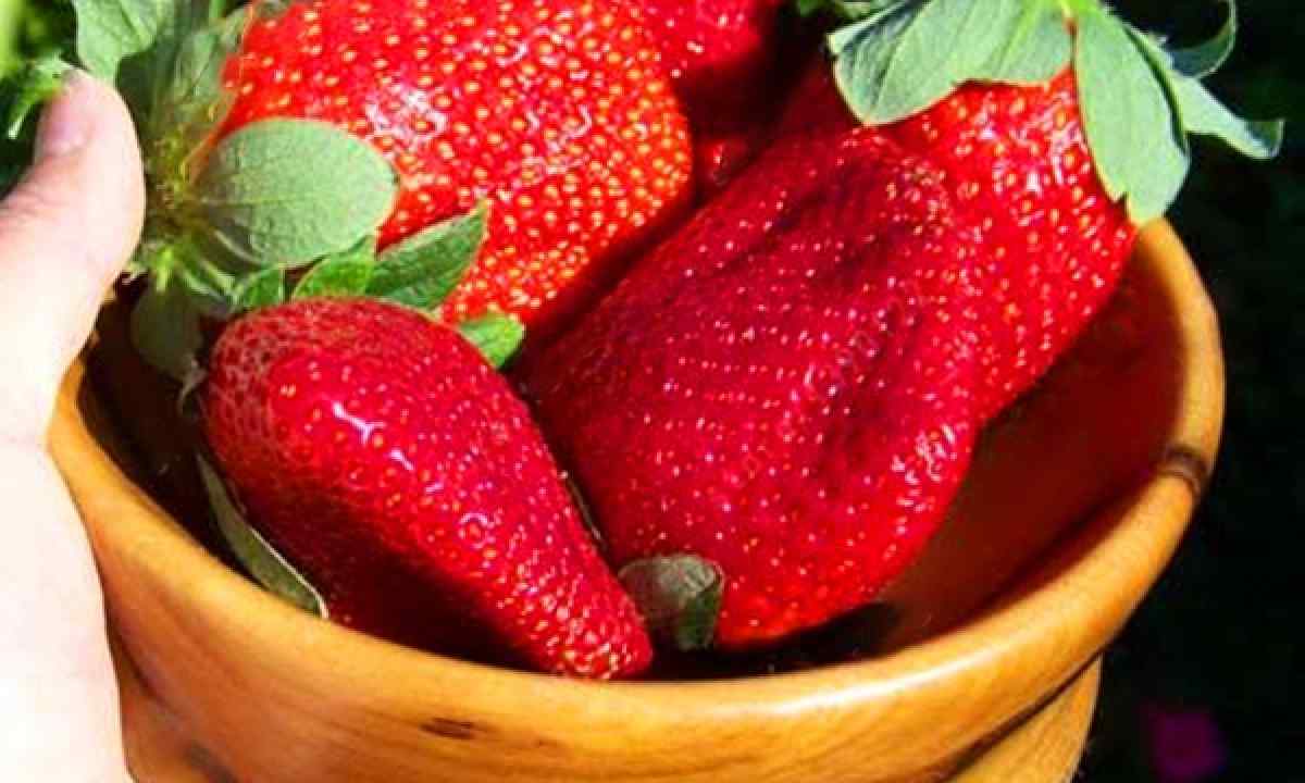 What mistakes at cultivation of large-fruited wild strawberry from seeds happen