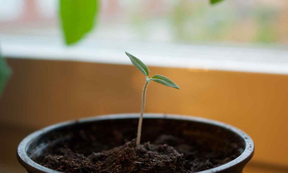 How to replace seedling of pepper