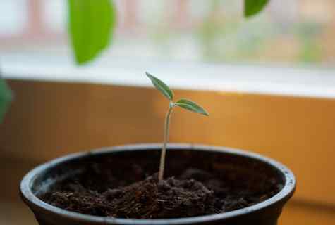 How to replace seedling of pepper