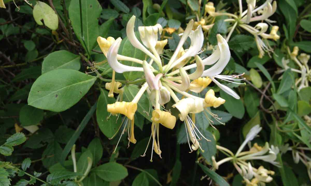 How to plant honeysuckle