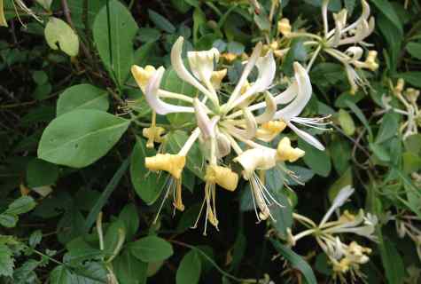 How to plant honeysuckle