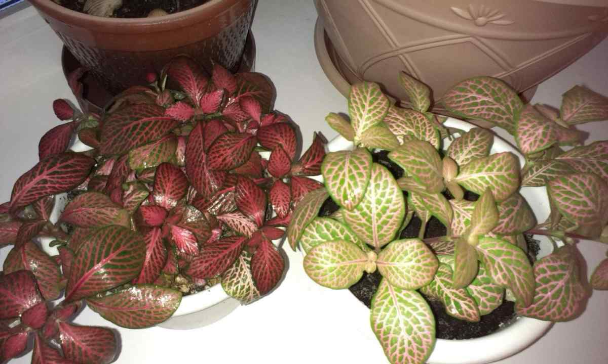 How to replace fittonia