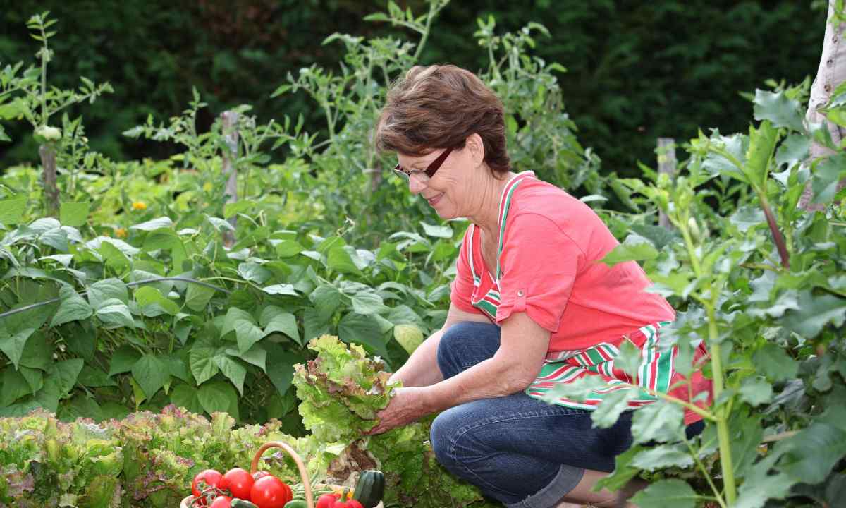 How to protect kitchen garden from wreckers