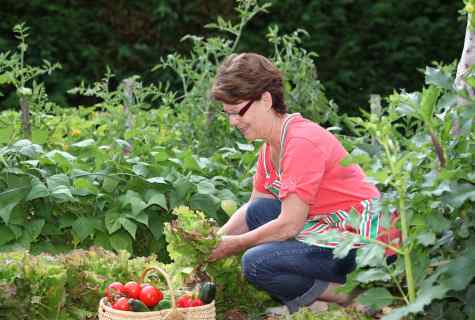 How to protect kitchen garden from wreckers