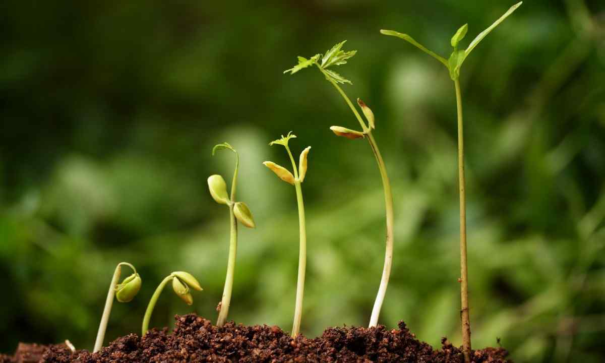 How to accelerate growth of plants