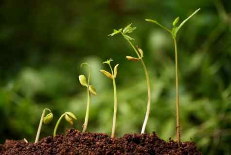 How to accelerate growth of plants