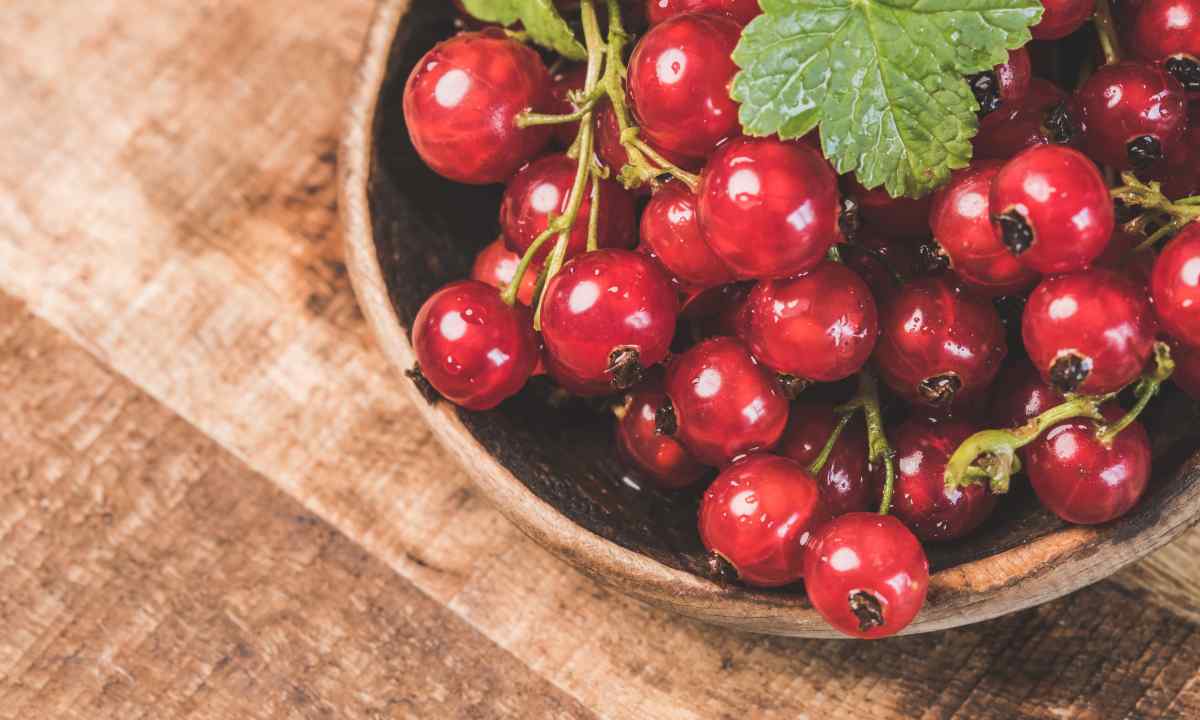 How to grow up golden currant