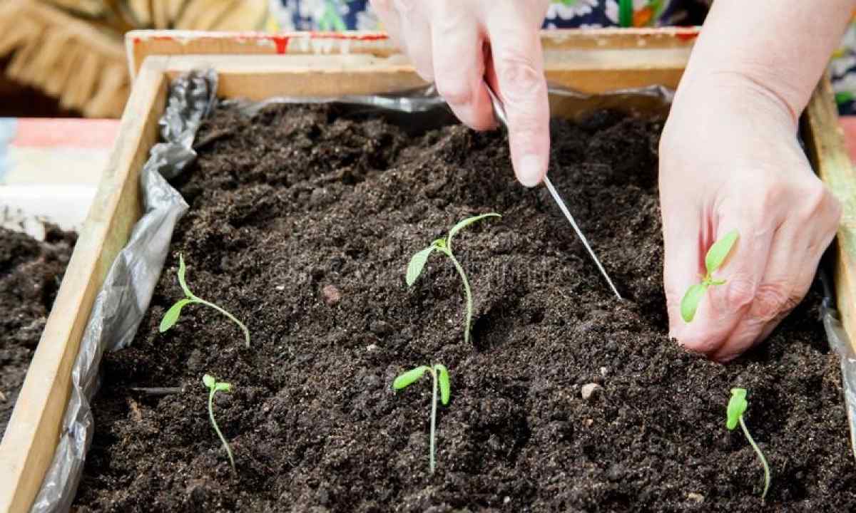When to dive tomato seedling