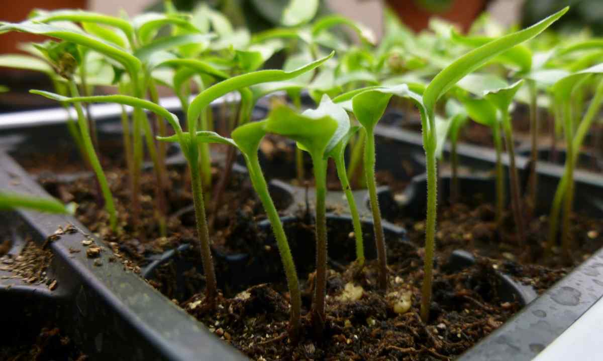 How to dive pepper seedling