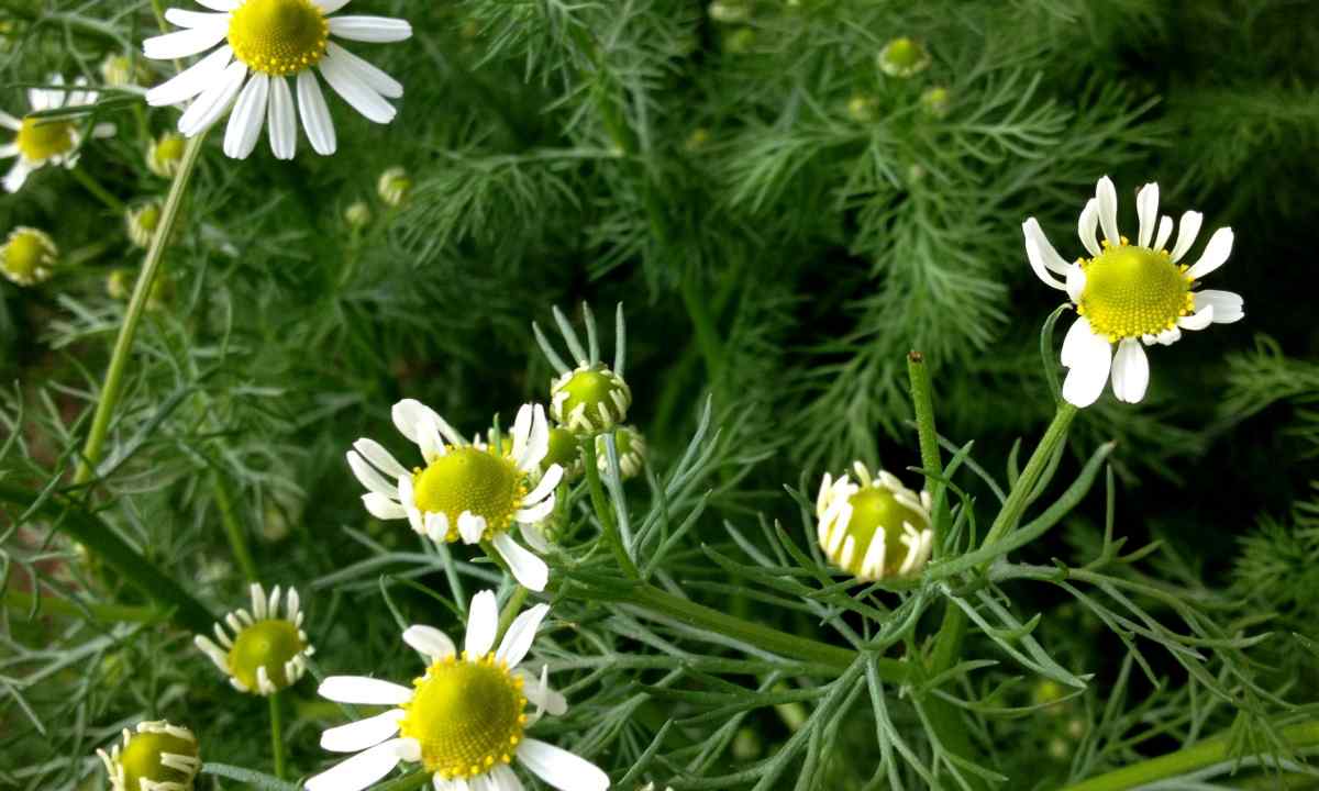 How to plant camomiles