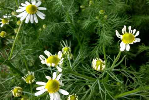 How to plant camomiles