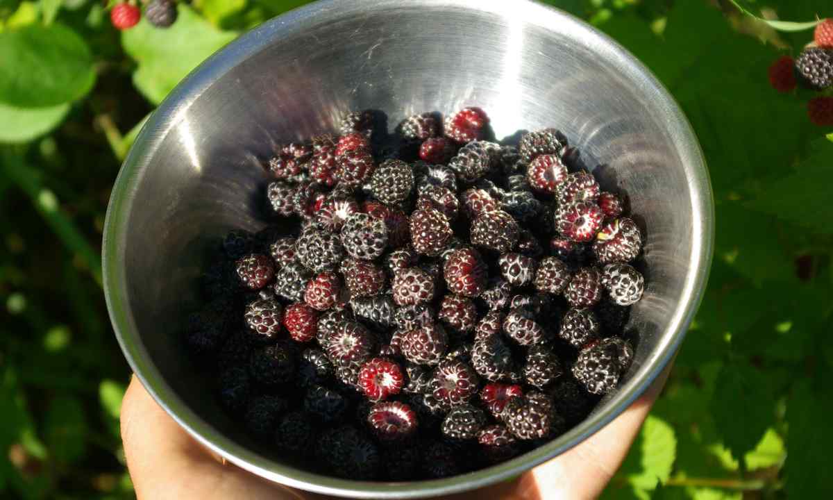 Black Kumberland raspberry: grade merits and demerits