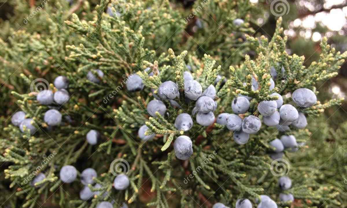 How to grow up juniper from seeds