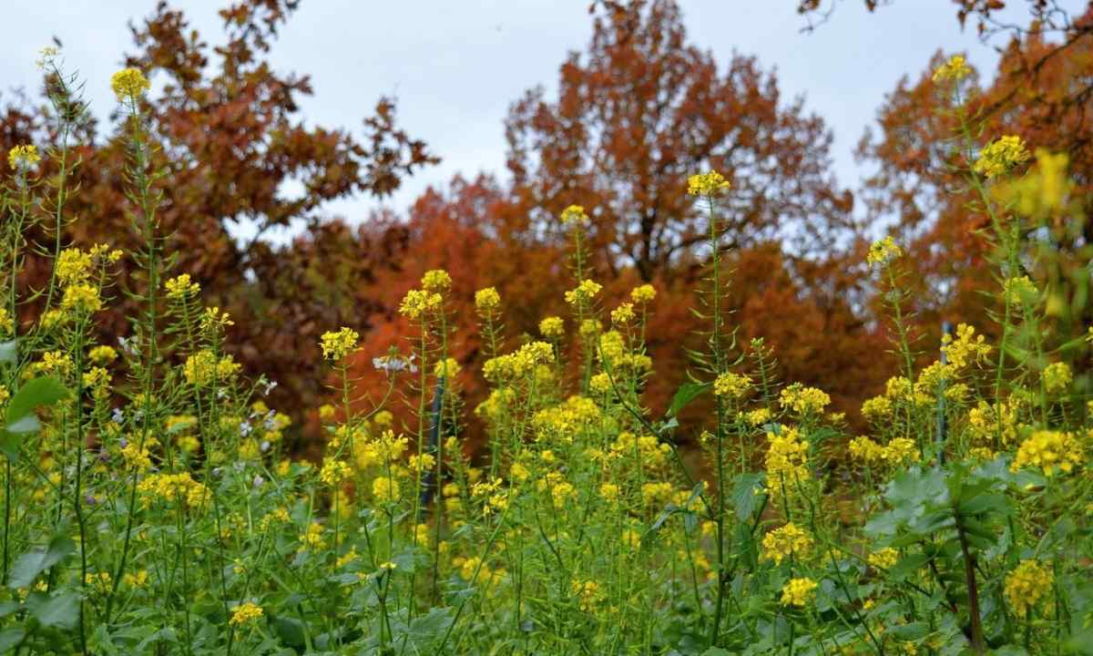 Mustard as green fertilizer: advantage, landing and cultivation during the autumn period