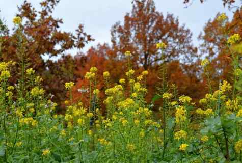 Mustard as green fertilizer: advantage, landing and cultivation during the autumn period
