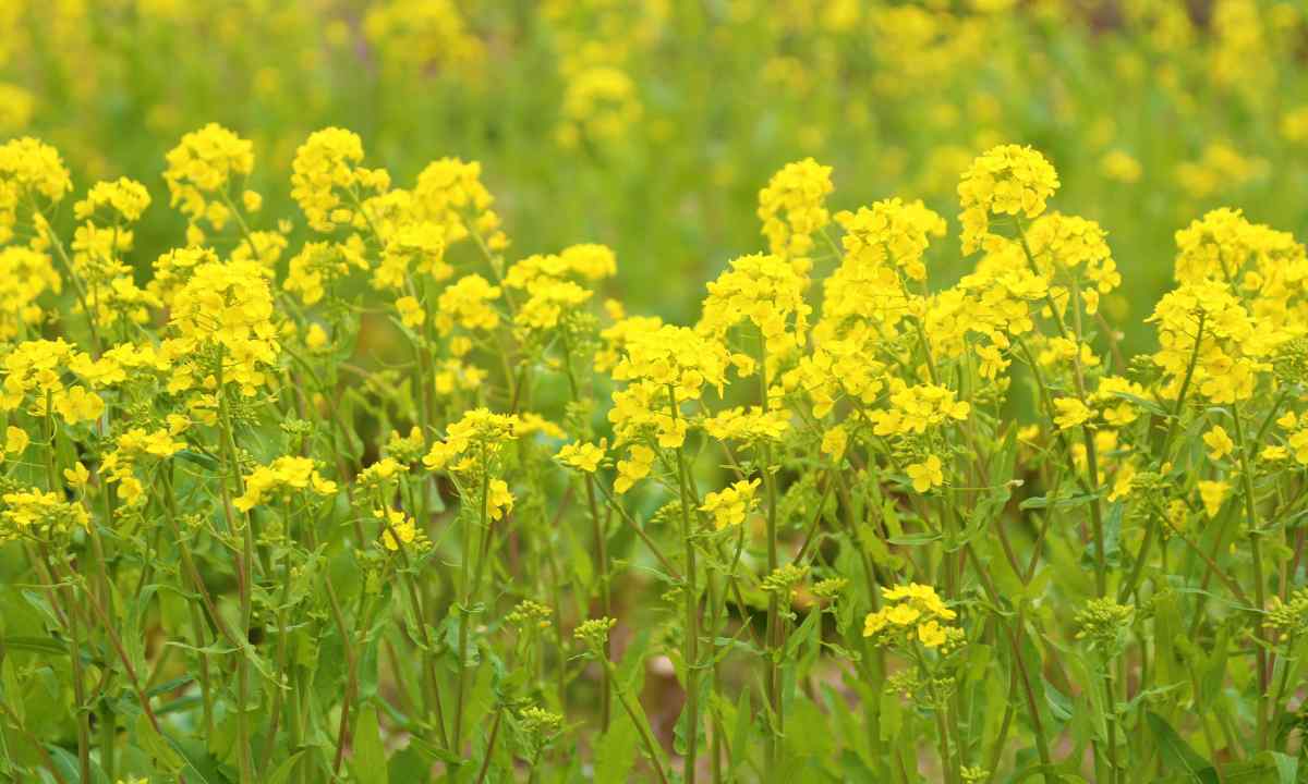 How to plant white mustard
