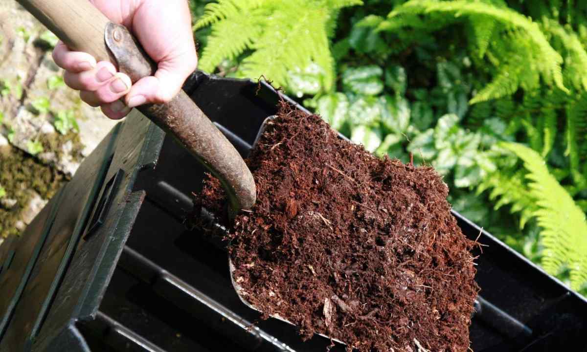 Humus - the best fertilizer for kitchen garden