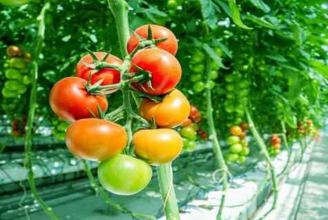 How to plant tomatoes to the greenhouse, the correct care for tomatoes
